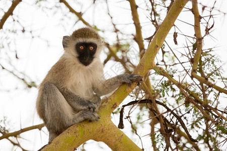 年夜饭预订中游戏猴子坐在树上肯尼亚的狩猎中预订哺乳动物背景