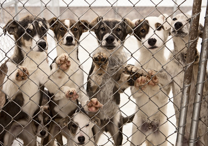 一群七只小狗正在训练中成为雪橇狗站台等待连锁围栏后面的来访者冬天狗窝站立背景图片
