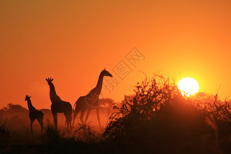 摆姿势自然语气长颈鹿剪影金色日落天空图片