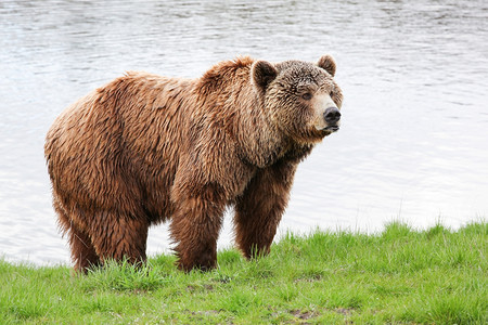 野生动物棕熊图片