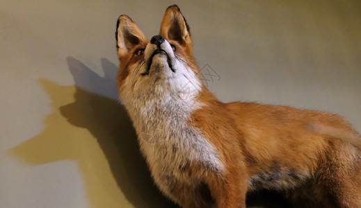 装在室内墙壁对面的全装狐狸塞满爪子猫科动物图片