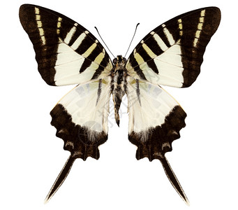 蝴蝶物种graphiumdecoloratratus在高清晰度极端焦点隔离在白色背景燕尾天线明亮的图片