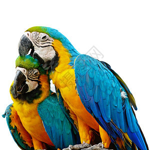 生活蓝色和金MacawAviary孤立在白色背景上自然动物图片