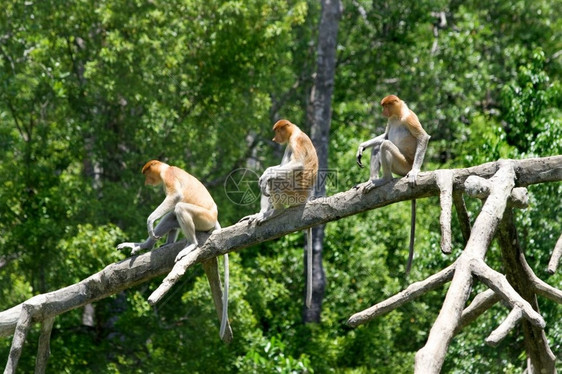 哥打京那巴鲁红树林中的长鼻猴国民文莱隐藏图片