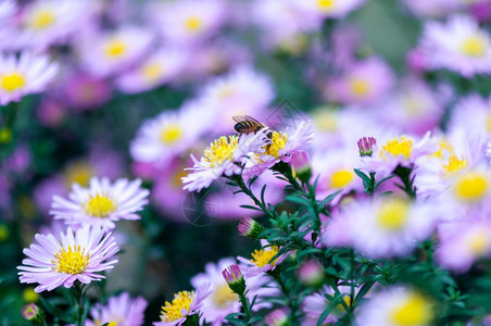 一种在花园收集粉贝利斯珀尼的蜜蜂中粉红色常见雏菊植物颜色图片