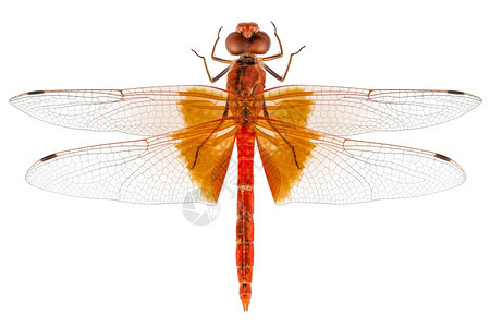 野生昆虫蜻蜓野外高清图片素材