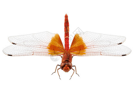 野生昆虫蜻蜓树枝高清图片素材