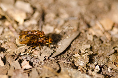 两只苍蝇交配黄的日本人苍蝇在森林地板上交配动物群一种漏洞图片