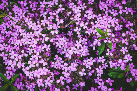 满天星阴暗中漂亮的粉红色Gypsophila垫被子植物图片