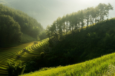 越南YenBaiMuCangChai梯田上的稻越南西北部MuChai的稻田准备收割苍亚洲食物图片