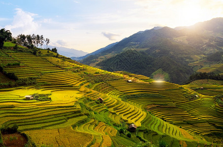 越南YenBaiMuCangChai梯田上的稻越南西北部MuChai的稻田准备收割柴颜白绿色图片