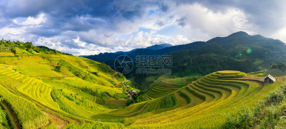 食物米越南YenBaiMuCangChai梯田上的稻越南西北部MuChai的稻田准备收割阳台图片