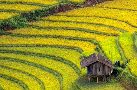 植物地球越南YenBaiMuCangChai梯田上的稻越南西北部MuChai的稻田准备收割苍图片