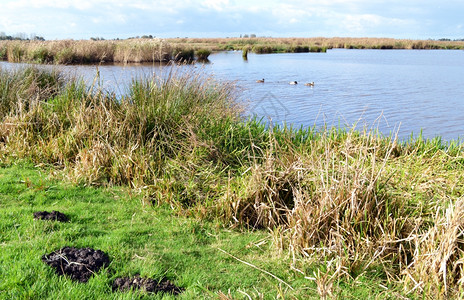 空气扫地荷兰北部村庄附近NieuwkoopsePlassenA自然遗迹附近的湿地自然保留区GreenJonker水图片