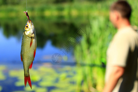 抓到路德挂在鱼钩上渔夫背景钓鱼不错尾巴眼睛抓住图片