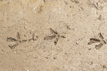 泥土Tetraouurgallus的浮积足迹印记针叶林路图片