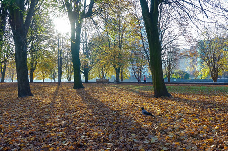 乡村的秋天在公园里散步秋天的风景在公园里秋天的风景在公园里散步叶子季节图片