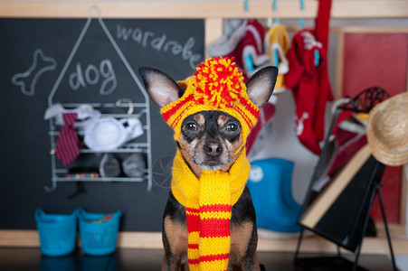 一种销售温暖的狗式衣橱概念可爱的狗长相穿着衣服的橱图片