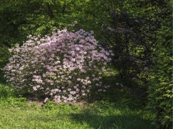 春天樱桃美丽盛开的花树季节图片