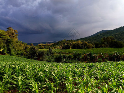 旅游草带暴雨云的玉米田风暴图片