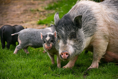 夏天深度绿色越南猪在有机农村场绿草地上养小猪和浅水田图片