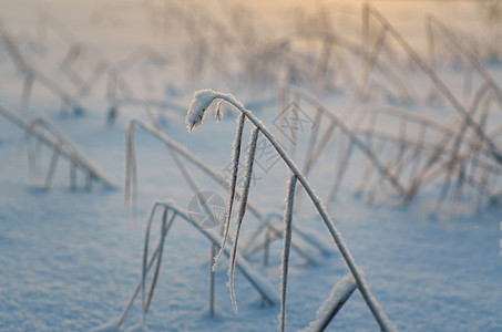 寒冬美丽的圣诞风景雪在夕阳下落浅地深处亮度的雪花图片