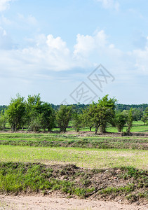 夏季农村耕的干旱稻田面积泰国绿色户外图片