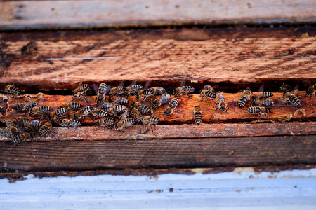 蜜蜂坐在窝架上画男食物图片