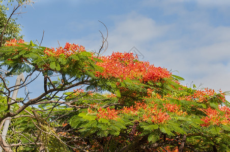 香红色的带花丛林树美丽图片