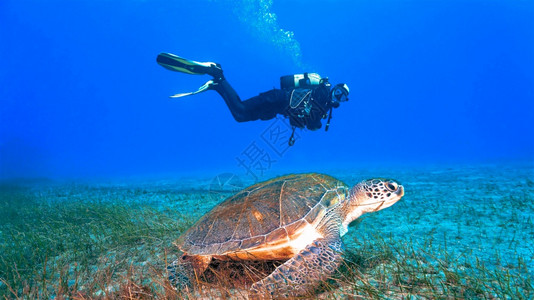 爬虫巨海龟和潜水员巨大的绿色图片