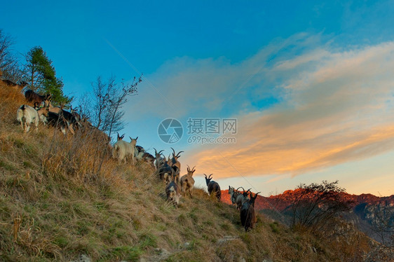 夏天远足徒步旅行日光最后一亮的山羊以温暖颜色图片