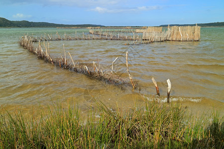 在南非汤加岛KosiBay河口建造的传统Tsonga鱼捕网海洋生态旅游陷阱图片