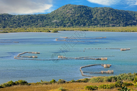 旅行沿海在南非汤加岛KosiBay河口建造的传统Tsonga鱼捕网土著图片