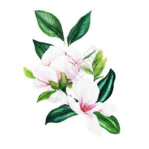 绘画浪漫的问候Magnolia和叶子亮水彩花束手画插图图片