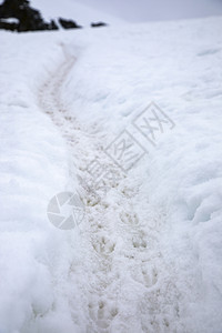 企鹅高速公路由深雪形成许多企鹅的脚足迹印阅读驱动器图片