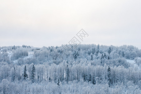 自然霜俄罗斯北部Arkhangelsk地区MalyeKorely村附近雪林高处的冬季乡村风景冷杉图片