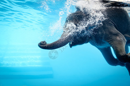水中洗澡的大象图片