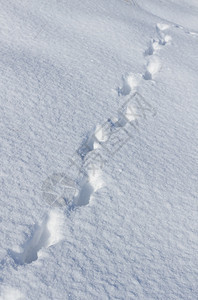 哺乳动物森林雪中野兔的踪迹动物图片