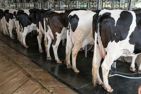 水乳房干净的农场奶牛图片