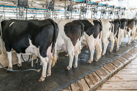 农场奶牛工厂系统技术图片