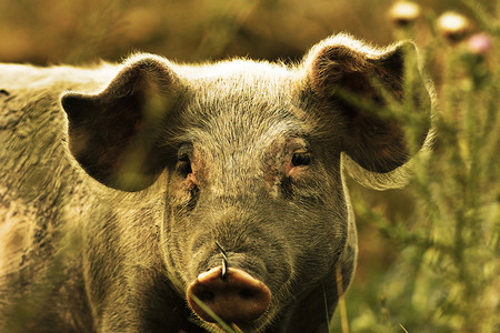 婴儿脸农业年轻的家禽猪肖像画生活在农场的肮脏动物图片