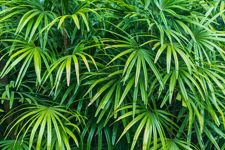 热带园艺自然里的椰枣树图片