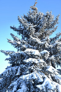 冷冻天空美丽的冬季白雪和寒风中的圣诞树图片