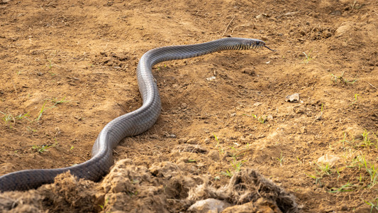 灰色的沿印度Wawayanad裸土上爬行的单一野鼠蛇米动物图片