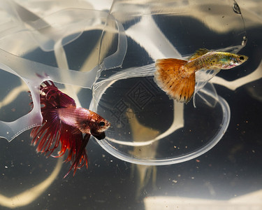业务案子花朵试图从塑料污染中逃脱的Betta鱼背景图片