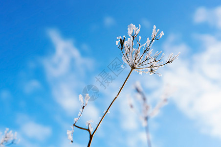 下雪的草地上霜植物冰晶雪中草对着天空雪中的草对着天空地上的霜植物冰晶覆盖乡村图片