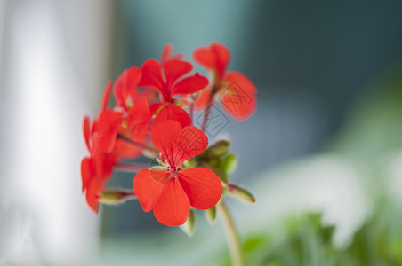 春天丰富多彩的生活红色天竺葵Geraniumphaeum大花瓣图片