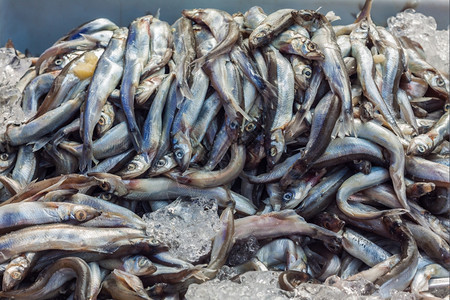传统的寒冷鲜生西沙摩鱼被冰冻着渔业图片