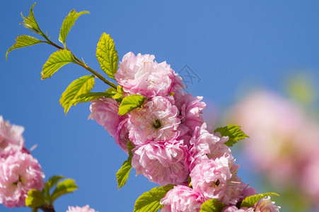 春月时天上闪耀的樱花瓣行进自然果园高清图片素材