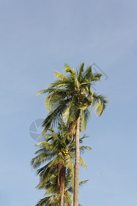 放松夏天绿色蓝空的椰子树图片